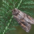  Pilkrudis pelėdgalvis - Polia bombycina | Fotografijos autorius : Gintautas Steiblys | © Macrogamta.lt | Šis tinklapis priklauso bendruomenei kuri domisi makro fotografija ir fotografuoja gyvąjį makro pasaulį.