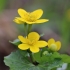 Pelkinė puriena - Caltha palustris | Fotografijos autorius : Agnė Našlėnienė | © Macrogamta.lt | Šis tinklapis priklauso bendruomenei kuri domisi makro fotografija ir fotografuoja gyvąjį makro pasaulį.