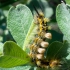 Dėmėtasis šepetinukas - Orgyia recens | Fotografijos autorius : Oskaras Venckus | © Macrogamta.lt | Šis tinklapis priklauso bendruomenei kuri domisi makro fotografija ir fotografuoja gyvąjį makro pasaulį.