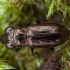 Pelkinis žvilgžygis - Notiophilus palustris | Fotografijos autorius : Žilvinas Pūtys | © Macrogamta.lt | Šis tinklapis priklauso bendruomenei kuri domisi makro fotografija ir fotografuoja gyvąjį makro pasaulį.
