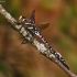 Pelkinis laumžirgis - Aeshna subarctica | Fotografijos autorius : Povilas Sakalauskas | © Macrogamta.lt | Šis tinklapis priklauso bendruomenei kuri domisi makro fotografija ir fotografuoja gyvąjį makro pasaulį.