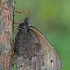 Pelkinis satyras - Oeneis jutta | Fotografijos autorius : Gintautas Steiblys | © Macrogamta.lt | Šis tinklapis priklauso bendruomenei kuri domisi makro fotografija ir fotografuoja gyvąjį makro pasaulį.