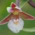 Pelkinis skiautalūpis - Epipactis palustris | Fotografijos autorius : Gintautas Steiblys | © Macrogamta.lt | Šis tinklapis priklauso bendruomenei kuri domisi makro fotografija ir fotografuoja gyvąjį makro pasaulį.