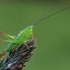 Pelkinis smailiagalvis - Conocephalus dorsalis, nimfa | Fotografijos autorius : Gintautas Steiblys | © Macrogamta.lt | Šis tinklapis priklauso bendruomenei kuri domisi makro fotografija ir fotografuoja gyvąjį makro pasaulį.