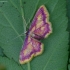 Pelkinis sprindžiukas - Idaea muricata | Fotografijos autorius : Romas Ferenca | © Macrogamta.lt | Šis tinklapis priklauso bendruomenei kuri domisi makro fotografija ir fotografuoja gyvąjį makro pasaulį.