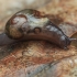 Pellucid Glass-snail - Vitrina pellucida | Fotografijos autorius : Gintautas Steiblys | © Macronature.eu | Macro photography web site