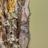 Pelyninė kukulija - Cucullia absinthii | Fotografijos autorius : Žilvinas Pūtys | © Macrogamta.lt | Šis tinklapis priklauso bendruomenei kuri domisi makro fotografija ir fotografuoja gyvąjį makro pasaulį.