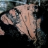 Rausvoji vaškuotė - Peniophora incarnata | Fotografijos autorius : Aleksandras Stabrauskas | © Macrogamta.lt | Šis tinklapis priklauso bendruomenei kuri domisi makro fotografija ir fotografuoja gyvąjį makro pasaulį.
