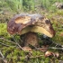 Penny Bun - Boletus edulis | Fotografijos autorius : Vytautas Gluoksnis | © Macronature.eu | Macro photography web site