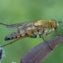 Pentinuotė - Thereva nobilitata ♀ | Fotografijos autorius : Žilvinas Pūtys | © Macrogamta.lt | Šis tinklapis priklauso bendruomenei kuri domisi makro fotografija ir fotografuoja gyvąjį makro pasaulį.