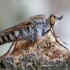 Pentinuotė - Thereva plebeja  ♀ | Fotografijos autorius : Gintautas Steiblys | © Macrogamta.lt | Šis tinklapis priklauso bendruomenei kuri domisi makro fotografija ir fotografuoja gyvąjį makro pasaulį.