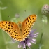 Rausvasis perlinukas - Argynnis laodice | Fotografijos autorius : Vidas Brazauskas | © Macrogamta.lt | Šis tinklapis priklauso bendruomenei kuri domisi makro fotografija ir fotografuoja gyvąjį makro pasaulį.