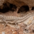 Persia rock gecko - Pristurus rupestris | Fotografijos autorius : Žilvinas Pūtys | © Macronature.eu | Macro photography web site