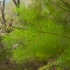 Persoonia pinifolia | Fotografijos autorius : Žilvinas Pūtys | © Macrogamta.lt | Šis tinklapis priklauso bendruomenei kuri domisi makro fotografija ir fotografuoja gyvąjį makro pasaulį.