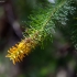 Persoonia pinifolia | Fotografijos autorius : Žilvinas Pūtys | © Macrogamta.lt | Šis tinklapis priklauso bendruomenei kuri domisi makro fotografija ir fotografuoja gyvąjį makro pasaulį.