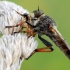 Pied-winged Robberfly - Pamponerus germanicus ??? | Fotografijos autorius : Arūnas Eismantas | © Macronature.eu | Macro photography web site