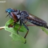 Pied-winged Robberfly - Pamponerus germanicus  | Fotografijos autorius : Darius Baužys | © Macronature.eu | Macro photography web site