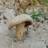 Kopinė trapiabudė - Psathyrella ammophila | Fotografijos autorius : Gintautas Steiblys | © Macrogamta.lt | Šis tinklapis priklauso bendruomenei kuri domisi makro fotografija ir fotografuoja gyvąjį makro pasaulį.