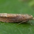 Pieninė eukosma - Eucosma obumbratana | Fotografijos autorius : Žilvinas Pūtys | © Macrogamta.lt | Šis tinklapis priklauso bendruomenei kuri domisi makro fotografija ir fotografuoja gyvąjį makro pasaulį.