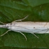 Pievinis žolinukas - Crambus lathoniellus | Fotografijos autorius : Žilvinas Pūtys | © Macrogamta.lt | Šis tinklapis priklauso bendruomenei kuri domisi makro fotografija ir fotografuoja gyvąjį makro pasaulį.