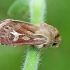 Pievinis pelėdgalvis - Cerapteryx graminis | Fotografijos autorius : Gintautas Steiblys | © Macrogamta.lt | Šis tinklapis priklauso bendruomenei kuri domisi makro fotografija ir fotografuoja gyvąjį makro pasaulį.