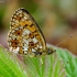 Pievinis perlinukas - Boloria selene | Fotografijos autorius : Romas Ferenca | © Macrogamta.lt | Šis tinklapis priklauso bendruomenei kuri domisi makro fotografija ir fotografuoja gyvąjį makro pasaulį.