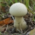 Ilgasis pumpotaukšlis - Lycoperdon excipuliforme | Fotografijos autorius : Gintautas Steiblys | © Macrogamta.lt | Šis tinklapis priklauso bendruomenei kuri domisi makro fotografija ir fotografuoja gyvąjį makro pasaulį.