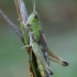 Pievinis skėriukas - Pseudochorthippus parallelus ♀ | Fotografijos autorius : Gintautas Steiblys | © Macrogamta.lt | Šis tinklapis priklauso bendruomenei kuri domisi makro fotografija ir fotografuoja gyvąjį makro pasaulį.