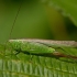 Pievinis smailiagalvis - Conocephalus fuscus | Fotografijos autorius : Zita Gasiūnaitė | © Macrogamta.lt | Šis tinklapis priklauso bendruomenei kuri domisi makro fotografija ir fotografuoja gyvąjį makro pasaulį.