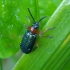 Pievinis smilginukas - Oulema duftschmidi ♂ | Fotografijos autorius : Romas Ferenca | © Macrogamta.lt | Šis tinklapis priklauso bendruomenei kuri domisi makro fotografija ir fotografuoja gyvąjį makro pasaulį.