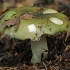 Šakotalakštė ūmėdė - Russula heterophylla | Fotografijos autorius : Gintautas Steiblys | © Macrogamta.lt | Šis tinklapis priklauso bendruomenei kuri domisi makro fotografija ir fotografuoja gyvąjį makro pasaulį.