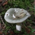 Pilkšvažalė ūmėdė - Russula aeruginea | Fotografijos autorius : Vytautas Gluoksnis | © Macrogamta.lt | Šis tinklapis priklauso bendruomenei kuri domisi makro fotografija ir fotografuoja gyvąjį makro pasaulį.