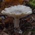 Pilkoji tauriabudė - Clitocybe nebularis | Fotografijos autorius : Žilvinas Pūtys | © Macrogamta.lt | Šis tinklapis priklauso bendruomenei kuri domisi makro fotografija ir fotografuoja gyvąjį makro pasaulį.