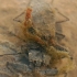Pilkosios skorpionblakės - Nepa cinerea | Fotografijos autorius : Gintautas Steiblys | © Macrogamta.lt | Šis tinklapis priklauso bendruomenei kuri domisi makro fotografija ir fotografuoja gyvąjį makro pasaulį.
