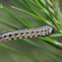 Fox-coloured pine combhorn - Neodiprion sertifer, larva (pale form) | Fotografijos autorius : Gintautas Steiblys | © Macronature.eu | Macro photography web site