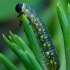 Pine Combhorn - Diprion sp., larva | Fotografijos autorius : Romas Ferenca | © Macronature.eu | Macro photography web site