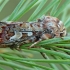 Pine beauty - Panolis flammea | Fotografijos autorius : Gintautas Steiblys | © Macronature.eu | Macro photography web site