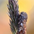 Pine beauty - Panolis flammea | Fotografijos autorius : Arūnas Eismantas | © Macronature.eu | Macro photography web site