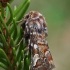 Pine beauty - Panolis flammea | Fotografijos autorius : Gintautas Steiblys | © Macronature.eu | Macro photography web site