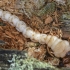 Pine-borer - Chalcophora mariana, larva | Fotografijos autorius : Kazimieras Martinaitis | © Macronature.eu | Macro photography web site