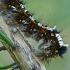 Pušinis verpikas - Dendrolimus pini, vikšras | Fotografijos autorius : Gintautas Steiblys | © Macronature.eu | Macro photography web site