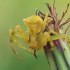 Pink Crab spider - Thomisus onustus  | Fotografijos autorius : Gintautas Steiblys | © Macronature.eu | Macro photography web site