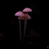 Pink bonnet - Mycena rosella  | Fotografijos autorius : Eglė Vičiuvienė | © Macronature.eu | Macro photography web site