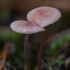 Pink bonnet - Mycena rosella | Fotografijos autorius : Žilvinas Pūtys | © Macronature.eu | Macro photography web site