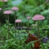 Pink bonnet - Mycena rosella | Fotografijos autorius : Vytautas Gluoksnis | © Macronature.eu | Macro photography web site