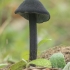 Pinkgill - Entoloma (Cyanula) sp. | Fotografijos autorius : Gintautas Steiblys | © Macronature.eu | Macro photography web site