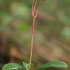 Pipsissewa - Chimaphila umbellata | Fotografijos autorius : Gintautas Steiblys | © Macronature.eu | Macro photography web site