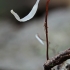 Pirštūnėlis - Typhula erythropus | Fotografijos autorius : Gintautas Steiblys | © Macrogamta.lt | Šis tinklapis priklauso bendruomenei kuri domisi makro fotografija ir fotografuoja gyvąjį makro pasaulį.