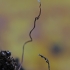 Lapinis pirštūnėlis - Typhula erythropus | Fotografijos autorius : Gintautas Steiblys | © Macrogamta.lt | Šis tinklapis priklauso bendruomenei kuri domisi makro fotografija ir fotografuoja gyvąjį makro pasaulį.