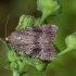 Piramidinis tamsusis pelėdgalvis - Amphipyra pyramidea | Fotografijos autorius : Žilvinas Pūtys | © Macrogamta.lt | Šis tinklapis priklauso bendruomenei kuri domisi makro fotografija ir fotografuoja gyvąjį makro pasaulį.